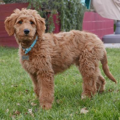 Goldendoodle puppies for sale 