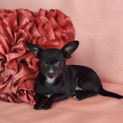 Chihuahua Puppies for Sale