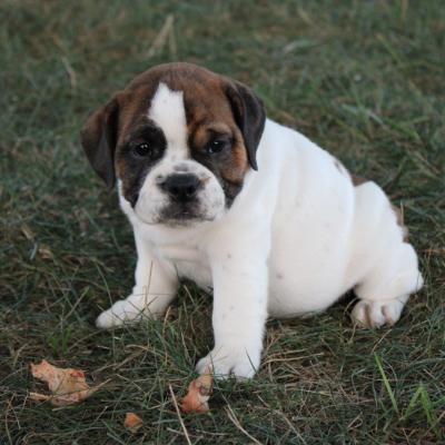 Beabull puppies for sale