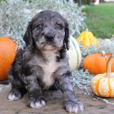 Cockapoo Puppies for Sale