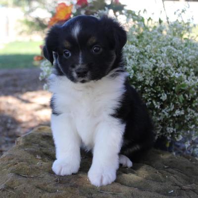 Australian Shepherd Puppies for Sale