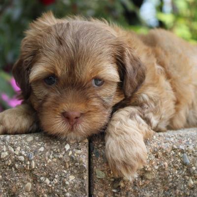 Shih Poo Puppies for Sale