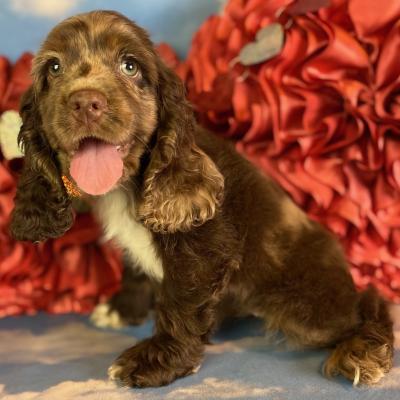 Cocker Spaniel Puppies for Sale