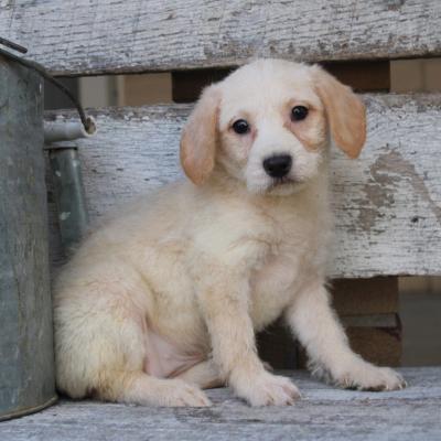 Labradoodle Puppies for Sale