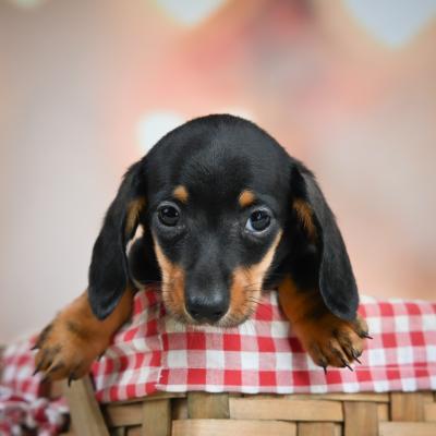 Miniature Dachshund Puppies for Sale