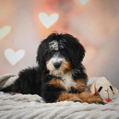 Bernedoodle Puppies for Sale