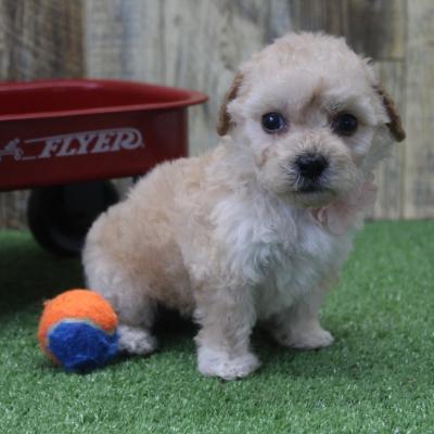 Maltipoo Puppies for Sale