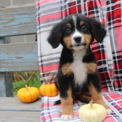 Bernese Mountain Dog for sale