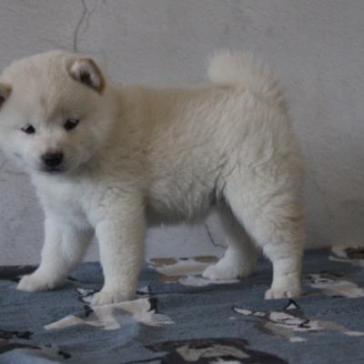 Shiba Inu Puppies for Sale
