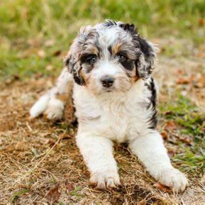 Aussiedoodle puppies for sale