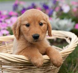 Golden Retriever Puppies for Sale 