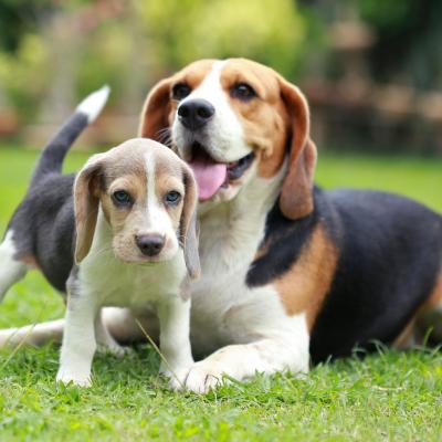 beagle puppies for sale