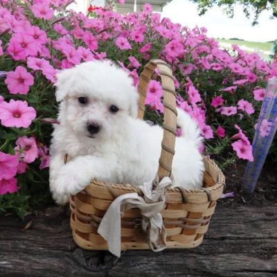 Bichon Frise Puppies for Sale