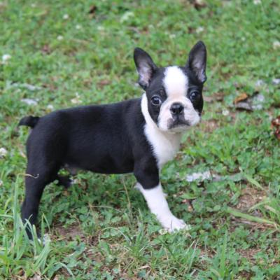 Boston Terrier Puppies for Sale
