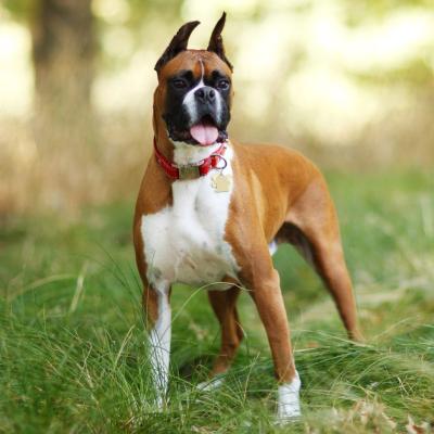 boxer puppies for sale
