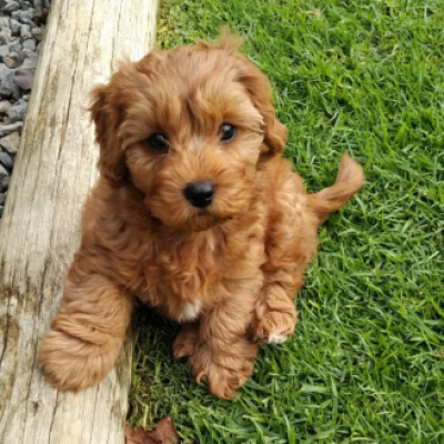 Cavapoo Puppies for Sale 