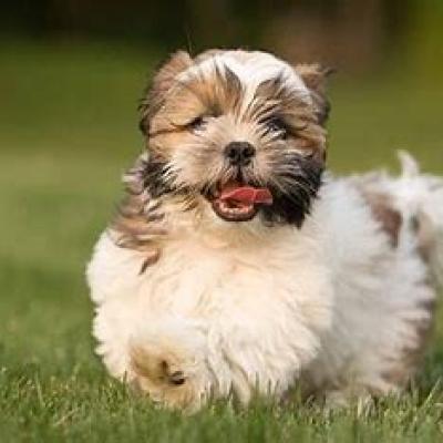 Havanese Puppies for Sale
