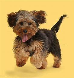 Yorkiepoo Puppies for Sale 