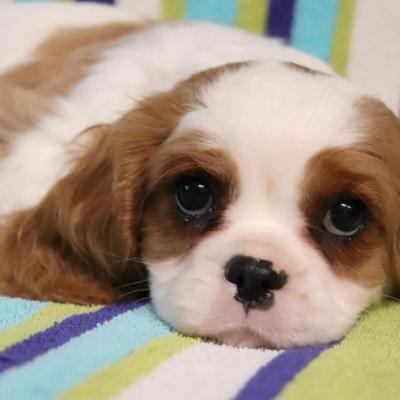 Cavalier King Charles Puppies for Sale