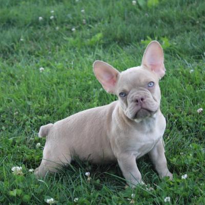 French Bulldog Puppies for Sale
