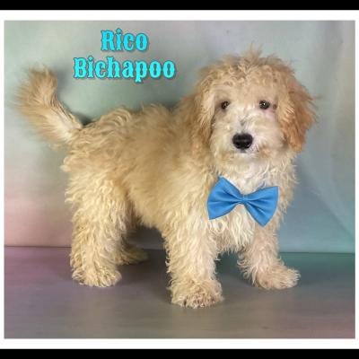 Bichapoo Puppies for Sale