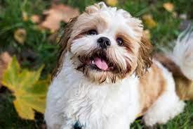 Shih Tzu Puppies for Sale